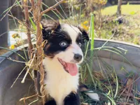 Cookie , a female Miniature Australian Shepherd for sale in Lawrenceville, GA – 3 of 4