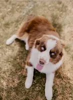 Ruby, a female Miniature Australian Shepherd for sale in Lawrenceville, GA – 2 of 3
