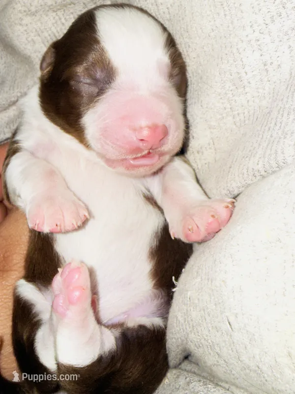 Ruby – Miniature Australian Shepherd puppy for sale in Lawrenceville, GA