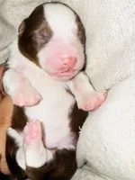 Ruby, a female Miniature Australian Shepherd for sale in Lawrenceville, GA – 1 of 3