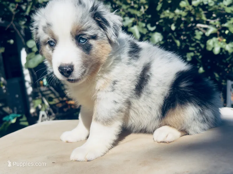 Teddy  – Miniature Australian Shepherd puppy for sale in Lawrenceville, GA