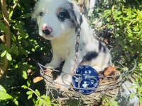 Spotty, a male Miniature Australian Shepherd for sale in Lawrenceville, GA – 4 of 8