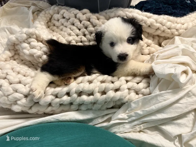 Jacky  – Miniature Australian Shepherd puppy for sale in Lawrenceville, GA