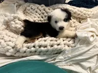 Jacky , a female Miniature Australian Shepherd for sale in Lawrenceville, GA – 1 of 2