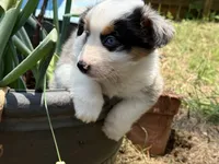 Gigo, a  Miniature Australian Shepherd for sale in Lawrenceville, GA – 2 of 4