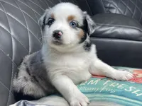 Giga, a female Australian Shepherd for sale in Lawrenceville, GA – 2 of 3