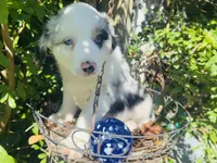 Spotty, a male Miniature Australian Shepherd for sale in Lawrenceville, GA – 2 of 8