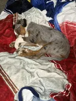 Timmy, a male Aussalier for sale in El Dorado, KS – 2 of 4