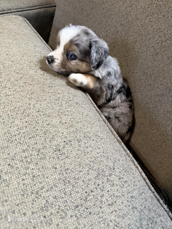 Theodore  – Aussalier puppy for sale in El Dorado, KS