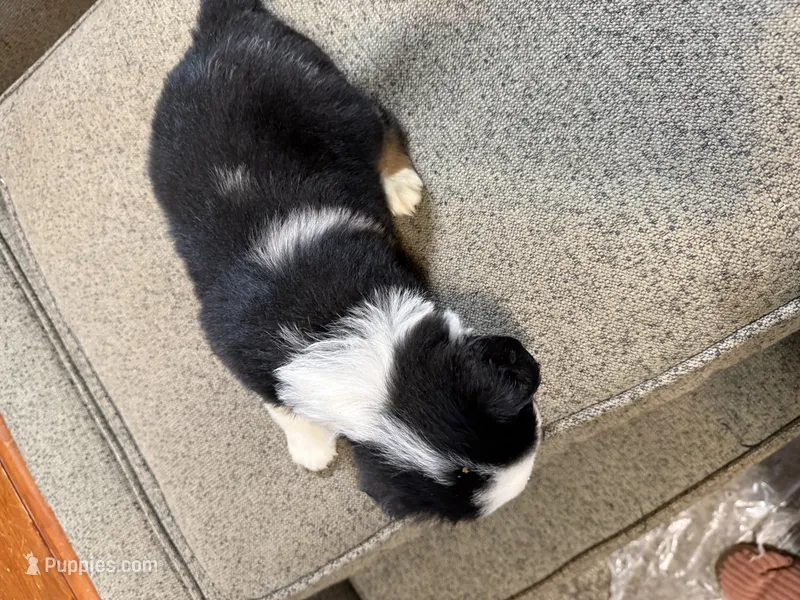 Eleanor – Aussalier puppy for sale in El Dorado, KS