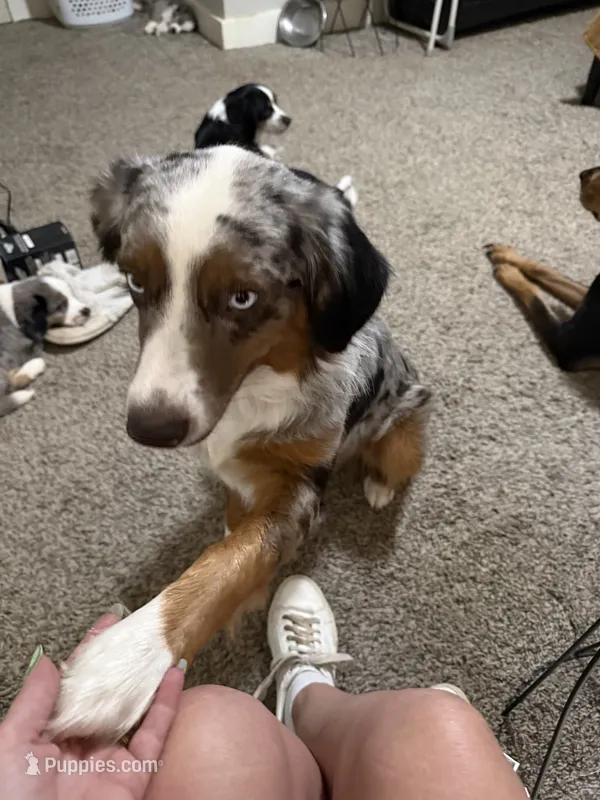 Bailey  – Miniature Australian Shepherd puppy for sale in El Dorado, KS