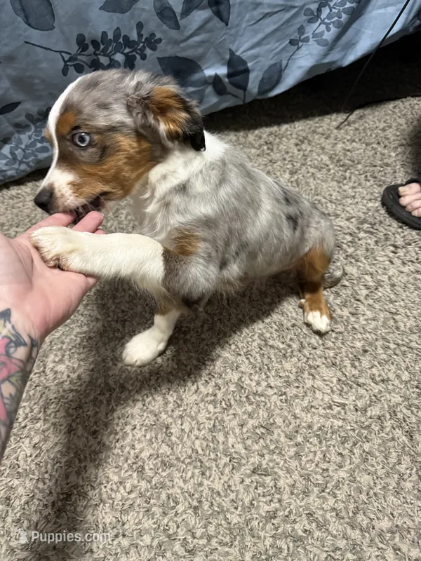Timmy – Aussalier puppy for sale in El Dorado, KS