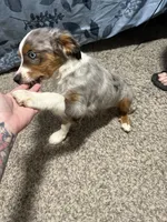 Timmy, a male Aussalier for sale in El Dorado, KS – 1 of 4