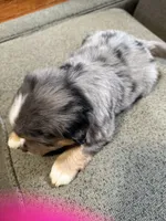 Dave, a male Aussalier for sale in El Dorado, KS – 2 of 2