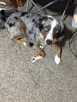 Bailey , a male Miniature Australian Shepherd for sale in El Dorado, KS – 3 of 3