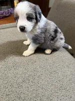 Simon, a male Aussalier for sale in El Dorado, KS – 2 of 3