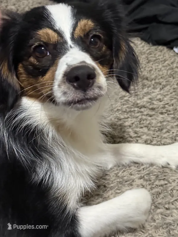 Ruby – Aussalier puppy for sale in El Dorado, KS