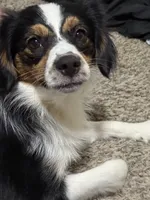 Ruby, a female Aussalier for sale in El Dorado, KS – 1 of 4