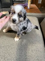 Theodore , a male Aussalier for sale in El Dorado, KS – 2 of 2