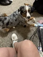 Bailey , a male Miniature Australian Shepherd for sale in El Dorado, KS – 2 of 3