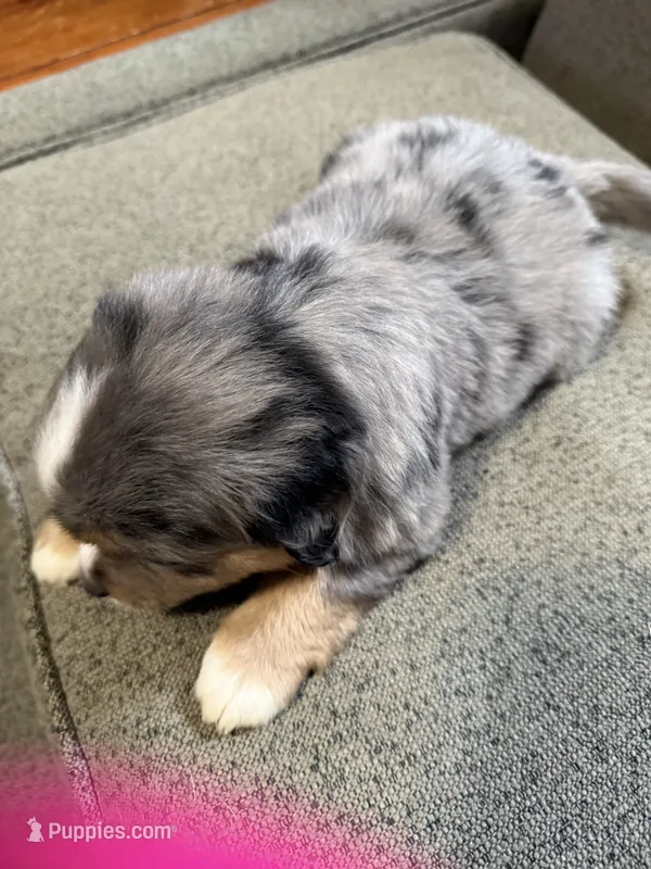 Alvin – Aussalier puppy for sale in El Dorado, KS