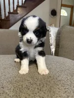 Eleanor, a female Aussalier for sale in El Dorado, KS – 3 of 3