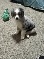 Billy, a male Aussalier for sale in El Dorado, KS – 2 of 3