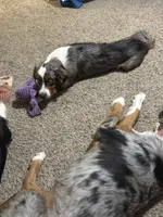 Timmy, a male Aussalier for sale in El Dorado, KS – 3 of 4
