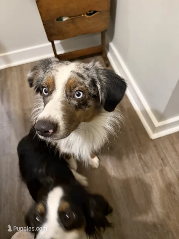 Bailey  – Miniature Australian Shepherd puppy for sale in El Dorado, KS