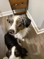 Bailey , a male Miniature Australian Shepherd for sale in El Dorado, KS – 1 of 2