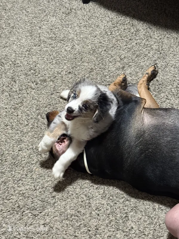 Billy – Aussalier puppy for sale in El Dorado, KS