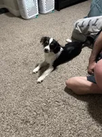 Ruby, a female Aussalier for sale in El Dorado, KS – 4 of 4