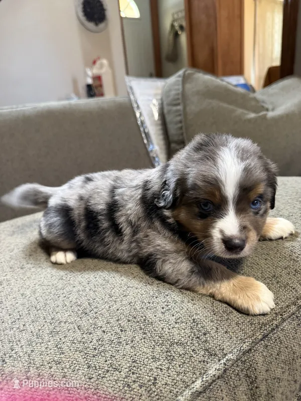 Dave – Aussalier puppy for sale in El Dorado, KS