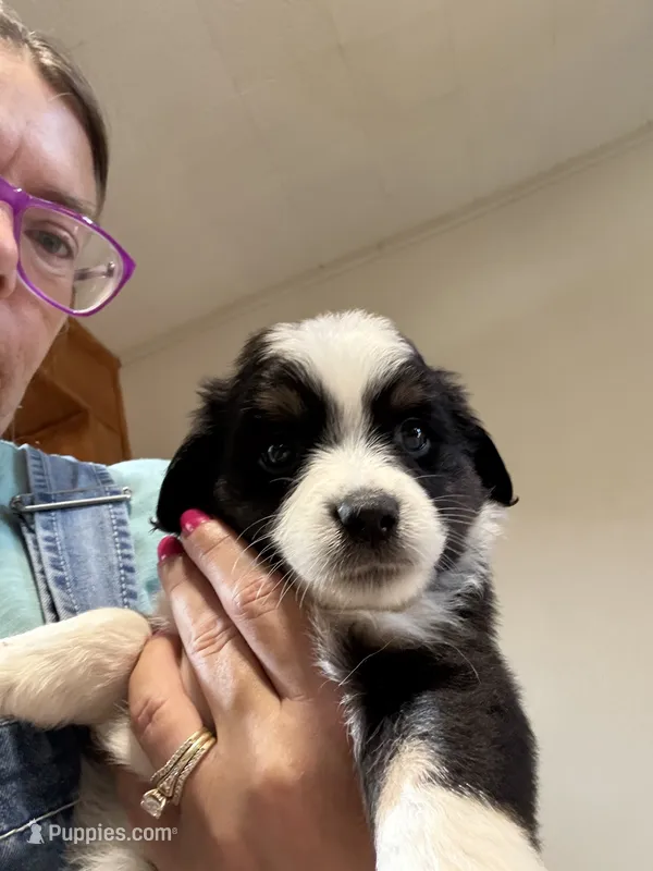 Jeanette – Aussalier puppy for sale in El Dorado, KS
