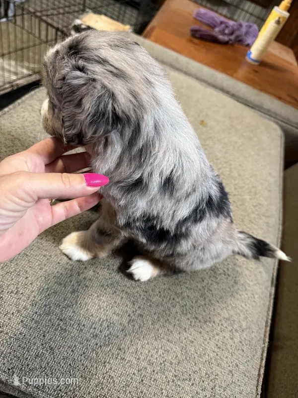 Brittany – Aussalier puppy for sale in El Dorado, KS