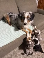 Bailey , a male Miniature Australian Shepherd for sale in El Dorado, KS – 2 of 2