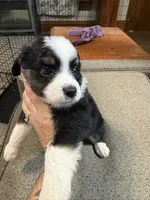 Jeanette, a female Aussalier for sale in El Dorado, KS – 2 of 3