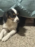 Ruby, a female Aussalier for sale in El Dorado, KS – 2 of 4