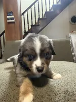 Alvin, a male Aussalier for sale in El Dorado, KS – 2 of 3