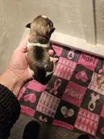 Salt n pepper parti male, a female Miniature Schnauzer for sale in Niles, MI – 2 of 2