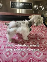 Sable wheaton merle parti female blue eye ready to go now , a female Miniature Schnauzer for sale in Niles, MI – 5 of 5