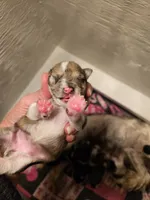 Blue tan merle female, a female Miniature Schnauzer for sale in Niles, MI – 1 of 2