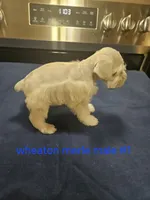  wheaton merle #1 (M) 2 blue eyes, a male Miniature Schnauzer for sale in Niles, MI – 5 of 10