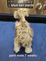 Blue tan merle parti male , a male Miniature Schnauzer for sale in Niles, MI – 3 of 5