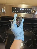 Salt n pepper male, a male Miniature Schnauzer for sale in Niles, MI – Photo 2 of 2