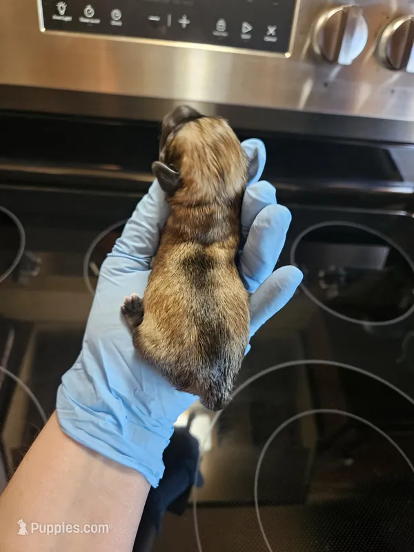 Salt n pepper male – Miniature Schnauzer puppy for sale in Niles, MI