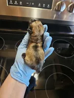 Salt n pepper male, a male Miniature Schnauzer for sale in Niles, MI – Photo 1 of 2