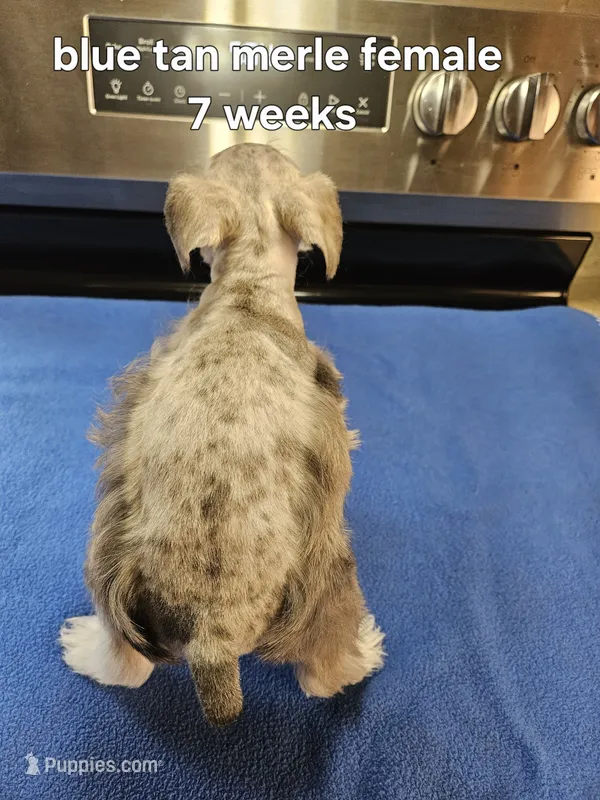 Blue tan merle female blue eye ready to go now  – Miniature Schnauzer puppy for sale in Niles, MI