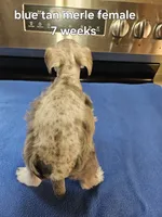 Blue tan merle female blue eye ready to go now , a female Miniature Schnauzer for sale in Niles, MI – 1 of 5