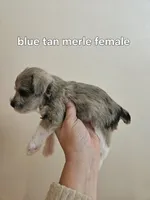 Blue tan merle female blue eye, a female Miniature Schnauzer for sale in Niles, MI – 4 of 4